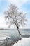 A poplar close to the Dnieper river in Kiev, Ukraine, during winter