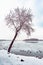 A poplar close to the Dnieper river in Kiev, Ukraine, during winter