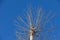 Poplar with a crown cut from above, lit by the rays of the setting sun against of sky background