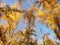 Poplar dance. Unusually beautiful photo with poplars, illuminated by the sun and in the shade.