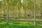 Poplar field in Lombardy, Italy.