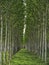 Poplar field in Tuscany, Italy.