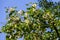 Poplar fluff on branch closeup. Poplar fluff causes allergy