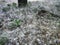 Poplar fluff on a branch among green grass. White fluff from poplars, allergy symptoms