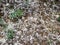 Poplar fluff on a branch among green grass. White fluff from poplars, allergy symptoms