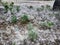 Poplar fluff on a branch among green grass. White fluff from poplars, allergy symptoms