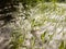 Poplar fluff creeps among the plants in the meadow.