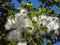 Poplar fluff filled the entire space between the branches and leaves of the tree. Natural sunny background