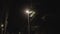 Poplar Fluff flies from trees at night city lantern lights at background.