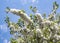 Poplar fluff, flying everywhere, covered the branches of a tree with a dense layer.