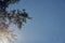 Poplar fluff flying in the sun as a background.