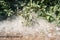 Poplar fluff, heat, July. A green bush stands in poplar fluff, like in a snowdrift. Poplar - green light earth