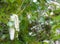 Poplar fluff and leaves