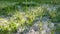 Poplar fluff lies in green grass. Strong allergen, health hazard concept. Snow in the summer. Carbon dioxide absorption.