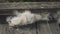 Poplar fluff lying on a wooden