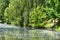 Poplar fluff from trees in the city flies through the air, floats in the river and causes allergy in humans