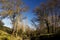 Poplar forest in winter landscape with leafless trees and intense blue sky