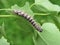 Poplar gray moth Acronicta megacephala caterpillar