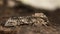Poplar grey moth & x28;Acronicta megacephala& x29; at rest in profile