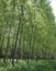 Poplar grove with young trees with long trunks planted to obtain