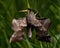 The poplar hawk-moth