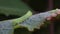 Poplar hawk moth caterpillar, Laothoe populim moving around on a weeping willow leaf.
