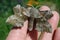 Poplar hawk moth on hand