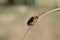 Poplar leaf beetle, Chrysomela populi