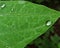 Poplar Leaf Macro Rain and Dew