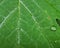 Poplar Leaf Macro Rain and Dew