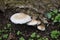 Poplar mushroom (Agrocybe aegerita) at the base of a tree