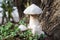Poplar mushroom - Pholiota populnea mushrooms whi