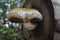 The Poplar Pholiota Hemipholiota populnea is an inedible mushroom
