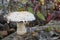 The Poplar Pholiota Hemipholiota populnea is an inedible mushroom