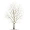 Poplar Populus L. without foliage, in the winter, on a white background