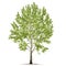 Poplar Populus L. with green foliage on a white background