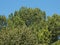 poplar (Populus) tree over blue sky