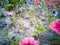 Poplar seed tufts covering the ground where pansy flowers grow