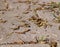 Poplar seeds on tiled road background. nature, texture.