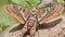 Poplar Sphinx Moth adult colorful wings pattern