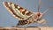Poplar Sphinx Moth resting camouflage