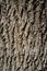 Poplar Tree Bark or Rhytidome Texture Detail