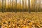 Poplar Tree Fall Leaves in Boardman Oregon USA