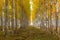 Poplar Tree Farm in Boardman Oregon on Fall Morning USA