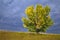 A poplar tree in a field turning yellow in early autumn