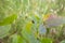 Poplar tree growing on meadow with Leaf Beetle