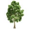 Poplar Tree Isolated