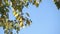 Poplar tree leaves over sky