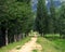 Poplar tree lined path