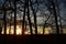 Poplar Tree Silhouette